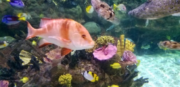 Aquarium Fish